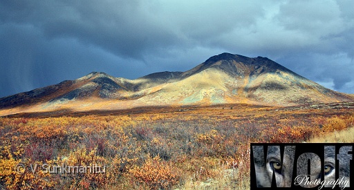 Yukon wilderness 006 Copyright Villayat Sunkmanitu.jpg